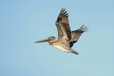 Kahverengi Pelikan (Pelecanus occidentalis), peluş ailesinin Kuzey Amerika kuşunu oluşturmaktadır. Nova Scotia 'dan Atlantic Coast 'ta Amazon Nehri 'nin ağzına kadar bulunur.