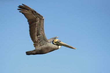 Kahverengi Pelikan (Pelecanus occidentalis), peluş ailesinin Kuzey Amerika kuşunu oluşturmaktadır. Nova Scotia 'dan Atlantic Coast 'ta Amazon Nehri 'nin ağzına kadar bulunur.