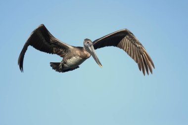 Kahverengi Pelikan (Pelecanus occidentalis), peluş ailesinin Kuzey Amerika kuşunu oluşturmaktadır. Nova Scotia 'dan Atlantic Coast 'ta Amazon Nehri 'nin ağzına kadar bulunur.