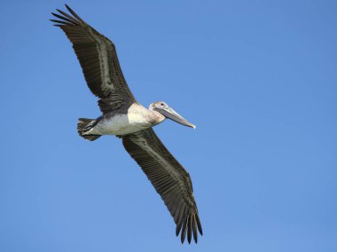 Kahverengi Pelikan (Pelecanus occidentalis), peluş ailesinin Kuzey Amerika kuşunu oluşturmaktadır. Nova Scotia 'dan Atlantic Coast 'ta Amazon Nehri 'nin ağzına kadar bulunur.