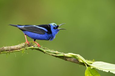 Kırmızı bacaklı honeycreeper (Cyanerpes cyaneus) tanager familyasında küçük bir Songbird türüdür (Thraupidae). Bu tropikal yeni dünya Güney Meksika Güney Peru, Bolivya ve Orta Brezilya 'da bulunur