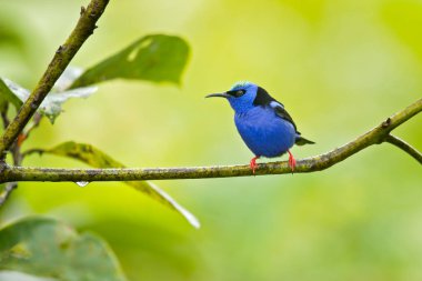 Kırmızı bacaklı honeycreeper (Cyanerpes cyaneus) tanager familyasında küçük bir Songbird türüdür (Thraupidae). Bu tropikal yeni dünya Güney Meksika Güney Peru, Bolivya ve Orta Brezilya 'da bulunur
