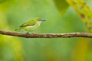 Kırmızı bacaklı honeycreeper (Cyanerpes cyaneus) tanager familyasında küçük bir Songbird türüdür (Thraupidae). Bu tropikal yeni dünya Güney Meksika Güney Peru, Bolivya ve Orta Brezilya 'da bulunur