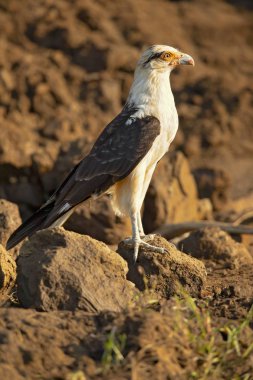 Yellow-headed caracara (Milvago chimachima) is a bird of prey in the family Falconidae. It is found in tropical and subtropical South America and the southern portion of Central America. clipart