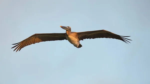Brown Pelican Pelecanus Occidentalis North American Bird Pelican Family Found — Stock Photo, Image