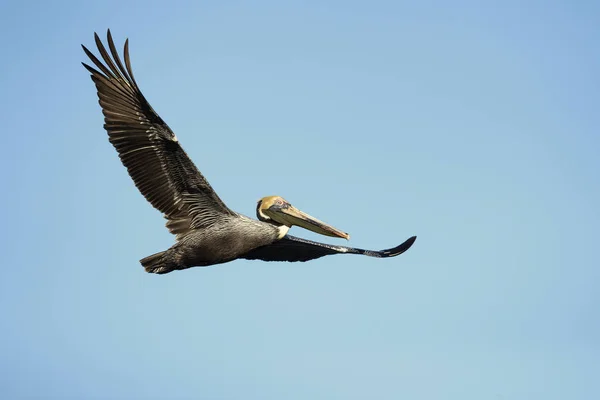 是科的北美鸟 它被发现在大西洋海岸从新斯科舍省到亚马逊河口 — 图库照片