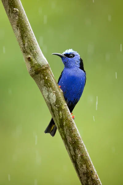 Червоні Ноги Cyierpes Cyeus Малим Видів Songbird Родині Tanager Thraupdae — стокове фото