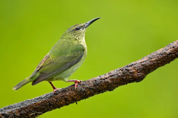 Rödbenad Kapricreeper Cyanerpes Cyaneus Fågel Familjen Tangaror Inom Ordningen Tättingar — Stockfoto