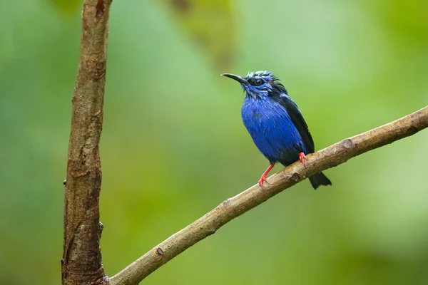 Cyanerpes Cyaneus Uma Espécie Ave Família Thraupidae Pode Ser Encontrada — Fotografia de Stock