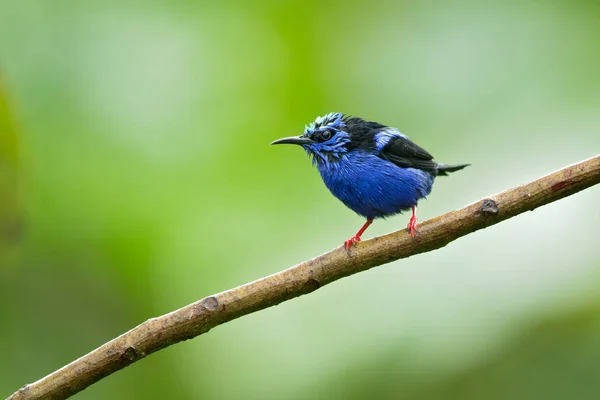 Червоні Ноги Cyierpes Cyeus Малим Видів Songbird Родині Tanager Thraupdae — стокове фото