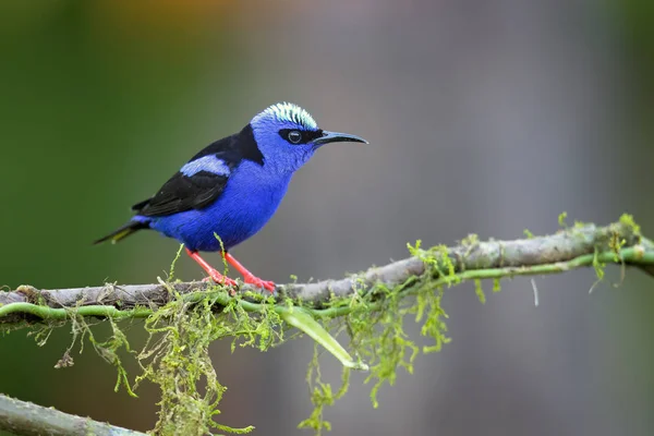 Cyanerpes Cyaneus Uma Espécie Ave Família Thraupidae Pode Ser Encontrada — Fotografia de Stock