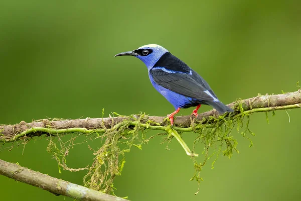 Червоні Ноги Cyierpes Cyeus Малим Видів Songbird Родині Tanager Thraupdae — стокове фото