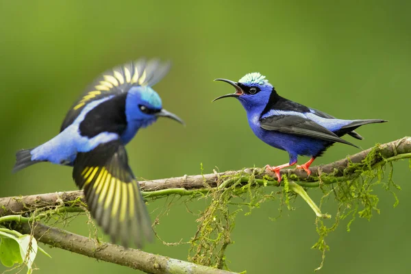 Red Legged Honeycreeper Cyanerpes Cyaneus Small Songbird Species Tanager Family — Stock Photo, Image