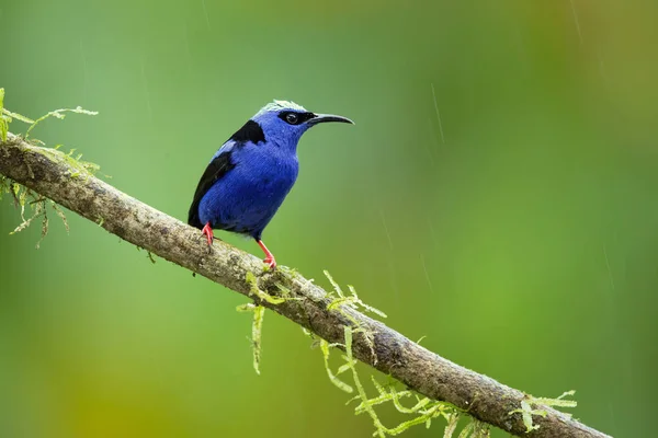 Cyanerpes Cyaneus Uma Espécie Ave Família Thraupidae Pode Ser Encontrada — Fotografia de Stock