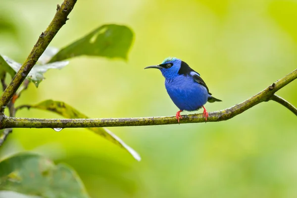 Red Legged Honeycreeper Cyanerpes Cyaneus Small Songbird Species Tanager Family — Stock Photo, Image