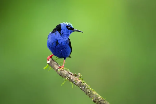 Червоні Ноги Cyierpes Cyeus Малим Видів Songbird Родині Tanager Thraupdae — стокове фото