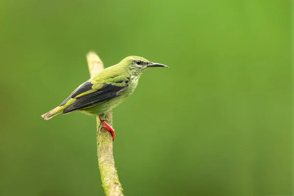 다리가 Thraupidae 송버드 종입니다 그것은 볼리비아와 브라질 멕시코 남부에서 신세계에서 — 스톡 사진