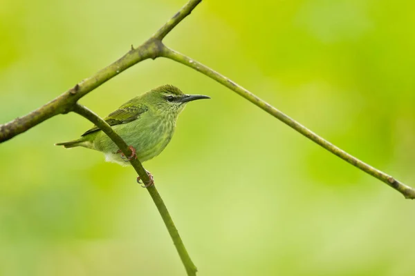 Rödbenad Kapricreeper Cyanerpes Cyaneus Fågel Familjen Tangaror Inom Ordningen Tättingar — Stockfoto