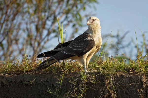 Жовто Каракара Milvago Chimachima Птах Здобиччю Родині Falconidae Він Знаходиться — стокове фото