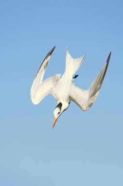 Kraliyet sumusu (Thalasseus Maximus) Laridae ailesinin bir ailesinde. Kosta Rika alınmıştır