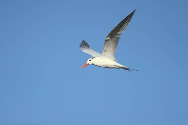 Kraliyet sumusu (Thalasseus Maximus) Laridae ailesinin bir ailesinde. Kosta Rika alınmıştır