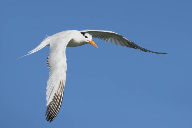 Kraliyet sumusu (Thalasseus Maximus) Laridae ailesinin bir ailesinde. Kosta Rika alınmıştır