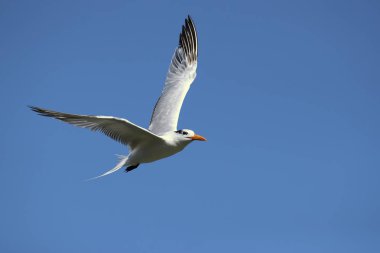 Kraliyet sumusu (Thalasseus Maximus) Laridae ailesinin bir ailesinde. Kosta Rika alınmıştır