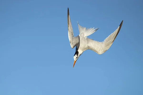 Rybák Královský Thalasseus Maximus Rybák Čeledi Laridae Přijato Kostarice — Stock fotografie