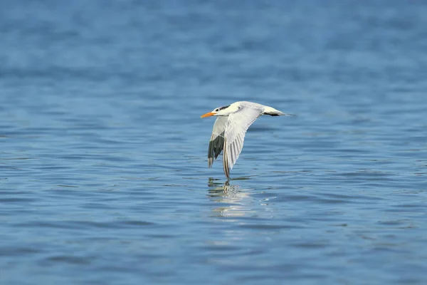 Thalasseus Maximus Uma Espécie Ave Família Laridae Tomado Costa Rica — Fotografia de Stock