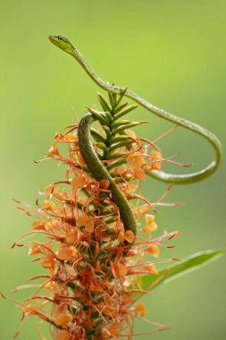 Copes asma yılan. Atlantik Versant üzerinde aralığı Lowlands ve orta Panama Doğu Honduras bitişik alt premontane kemer içerir