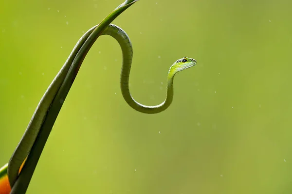 Copes Vine Snake Alcance Versante Atlântico Inclui Planícies Cinturão Pré — Fotografia de Stock