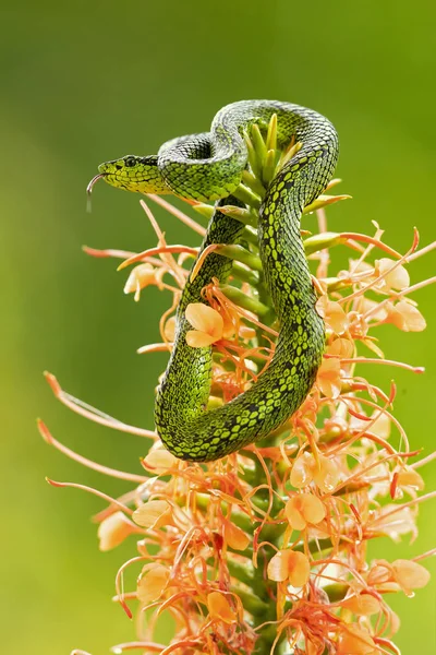 Víbora Palmeira Salpicada Preto Bothriechis Nigroviridis Uma Espécie Víbora Gênero — Fotografia de Stock