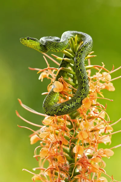 Víbora Palmeira Salpicada Preto Bothriechis Nigroviridis Uma Espécie Víbora Gênero — Fotografia de Stock