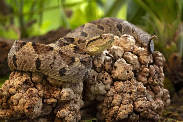 Ameryki Środkowej Skoki Pitviper Atropoides Mexicanus Gatunek Gatunku Pitviper Endemiczny — Zdjęcie stockowe