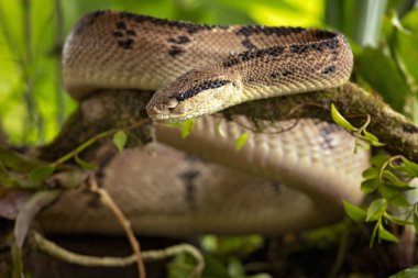 Central american bushmaster - Lachesis stenophrys is a venomous pit viper species endemic to Central America. The specific name, stenophrys, is derived from the Greek words stenos, meaning 