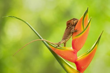 Pürüzsüz miğferli Iguana bazen de miğferli Iguana olarak bilinen, miğferli Basilisk, zarif miğferli kertenkele, (corytophanes cristatus) aile corytophanidae yeni dünya kertenkele bir türüdür