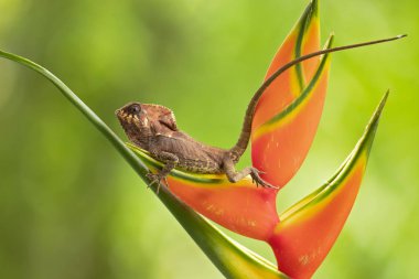 Pürüzsüz miğferli Iguana bazen de miğferli Iguana olarak bilinen, miğferli Basilisk, zarif miğferli kertenkele, (corytophanes cristatus) aile corytophanidae yeni dünya kertenkele bir türüdür