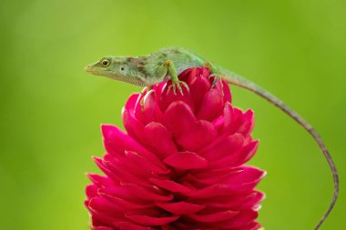 Neotropical yeşil anole (Anolis biporcatus), aynı zamanda dev yeşil anole olarak bilinen, anole kertenkele bir türüdür. Meksika, Orta Amerika, Kolombiya ve Venezuela 'da hem rahatsız hem de bozulmamış ormanlarda bulunur..
