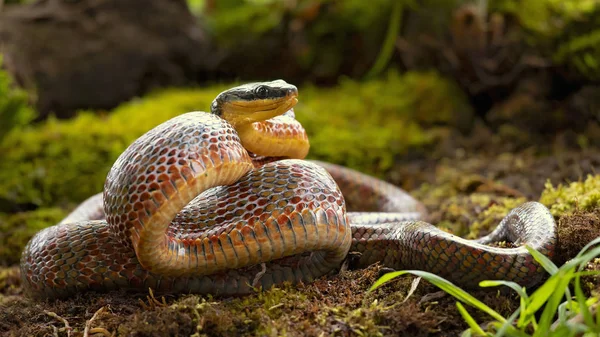 Puffing Snake Phrynonax Poecilonotus Gatunek Niejadowitego Węża Rodziny Colubridae Gatunek — Zdjęcie stockowe