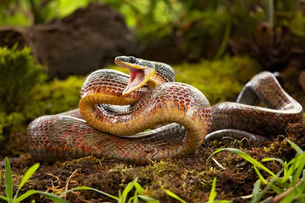 Puffing Snake Phrynonax Poecilonotus Gatunek Niejadowitego Węża Rodziny Colubridae Gatunek — Zdjęcie stockowe