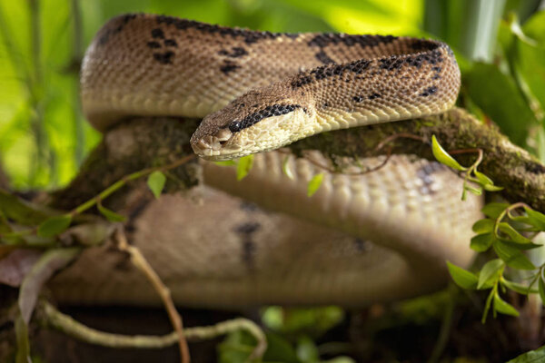 Central american bushmaster - Lachesis stenophrys is a venomous pit viper species endemic to Central America. The specific name, stenophrys, is derived from the Greek words stenos, meaning "narrow"