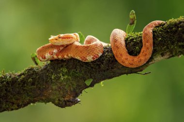 Bothriechis schlegelii, kirpik Viper, orta ve Güney Amerika 'da bulunan bir zehirli pit Viper türüdür