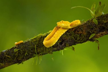 Bothriechis schlegelii, kirpik Viper, orta ve Güney Amerika 'da bulunan bir zehirli pit Viper türüdür