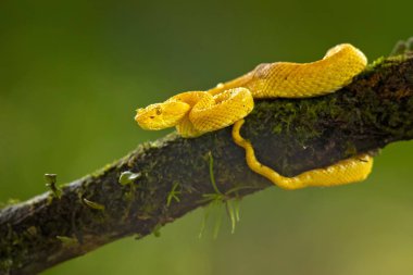 Bothriechis schlegelii, kirpik Viper, orta ve Güney Amerika 'da bulunan bir zehirli pit Viper türüdür