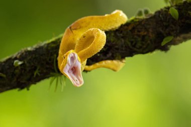 Bothriechis schlegelii, kirpik Viper, orta ve Güney Amerika 'da bulunan bir zehirli pit Viper türüdür