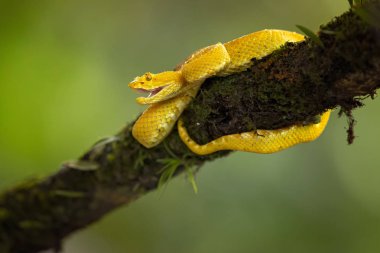 Bothriechis schlegelii, kirpik Viper, orta ve Güney Amerika 'da bulunan bir zehirli pit Viper türüdür