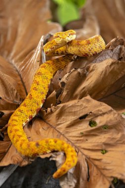 Bothriechis schlegelii, kirpik Viper, orta ve Güney Amerika 'da bulunan bir zehirli pit Viper türüdür