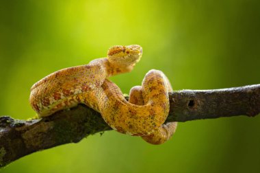 Bothriechis schlegelii, kirpik Viper, orta ve Güney Amerika 'da bulunan bir zehirli pit Viper türüdür