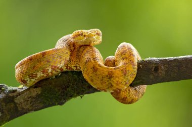Bothriechis schlegelii, kirpik Viper, orta ve Güney Amerika 'da bulunan bir zehirli pit Viper türüdür