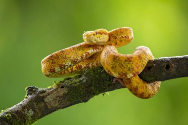 Bothriechis schlegelii, kirpik Viper, orta ve Güney Amerika 'da bulunan bir zehirli pit Viper türüdür